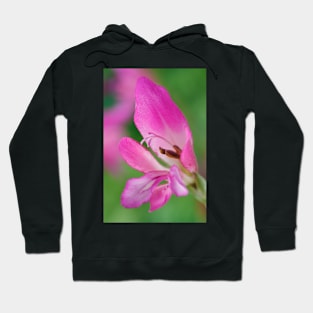 Gladiolus communis subsp. byzantinus  AGM  Byzantine gladiolus Hoodie